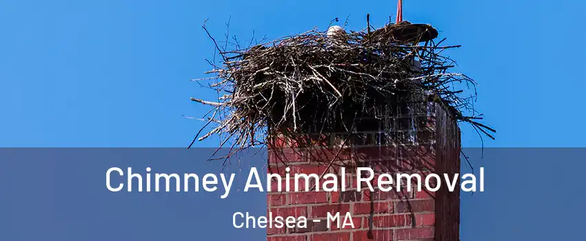 Chimney Animal Removal Chelsea - MA