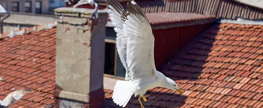 Residential Chimney Animal Removal Solution in Chelsea, MA