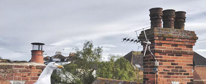 Chimney Cleaning And Restoration in Chelsea, Massachusetts